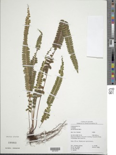 Lindsaea portoricensis image