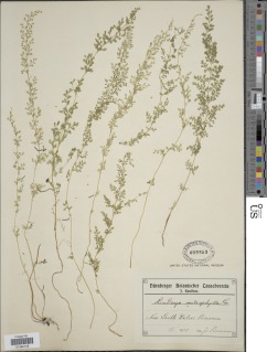 Lindsaea microphylla image