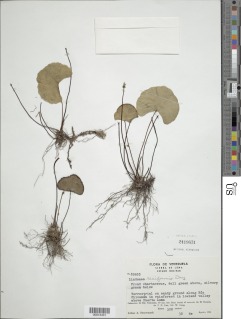 Lindsaea reniformis image