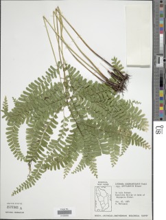 Lindsaea quadrangularis subsp. antillensis image
