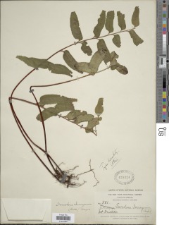 Lindsaea imrayana image