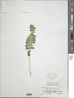 Lindsaea lancea image