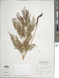 Pteridium aquilinum subsp. centrali-africanum image