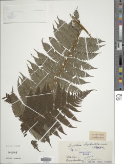 Alsophila sechellarum image
