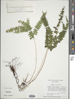Lindsaea arcuata image