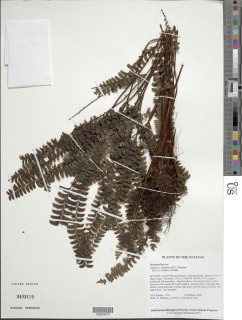 Lindsaea tetraptera image