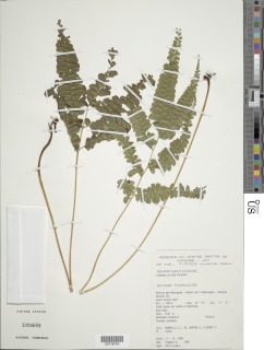 Lindsaea pallida image