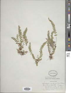 Lindsaea cubensis image