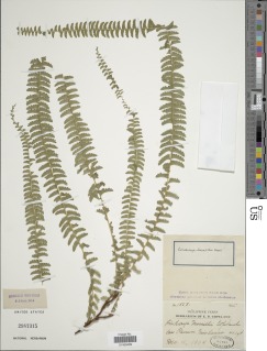 Lindsaea merrillii image