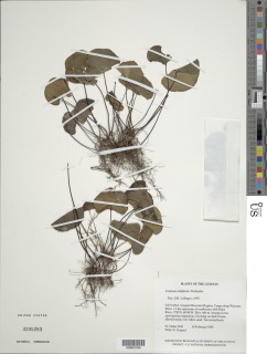 Lindsaea reniformis image