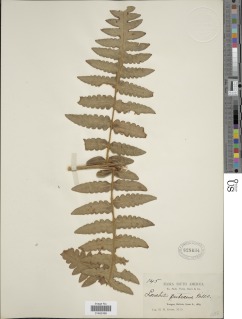 Blotiella lindeniana image