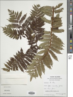 Cyathea affinis image