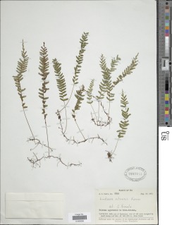 Lindsaea vitiensis image