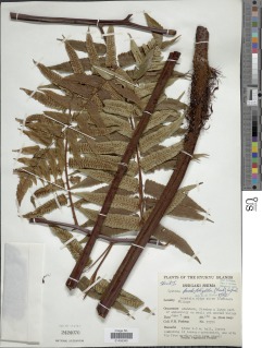 Alsophila podophylla image