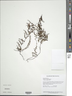 Lindsaea tenuis image
