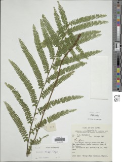 Lindsaea kingii image