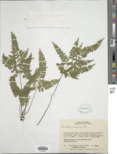 Lindsaea virescens image