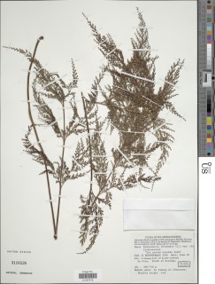 Odontosoria chinensis subsp. chinensis image