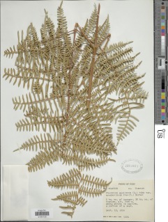 Pteridium arachnoideum image
