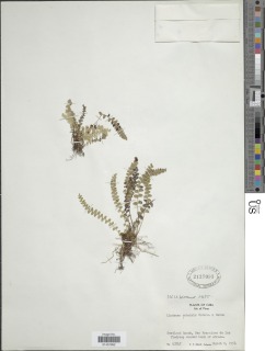 Lindsaea cubensis image