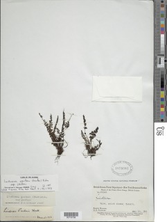 Lindsaea parkeri image