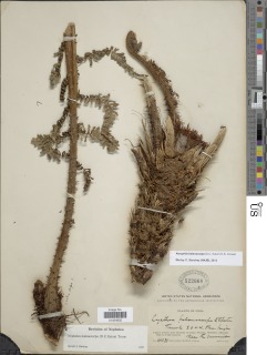 Alsophila balanocarpa image