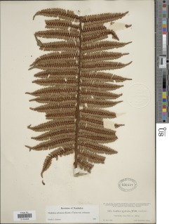 Alsophila erinacea image