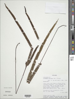 Lindsaea stricta var. jamesoniiformis image