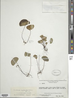 Lindsaea cyclophylla image