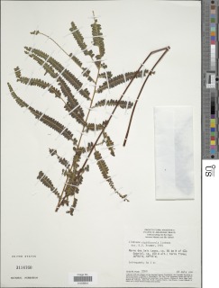 Lindsaea rigidiuscula image