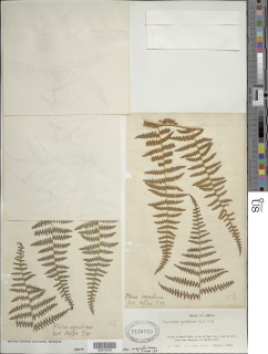 Pteridium aquilinum image