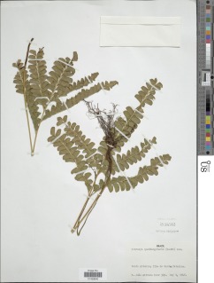Lindsaea quadrangularis subsp. quadrangularis image