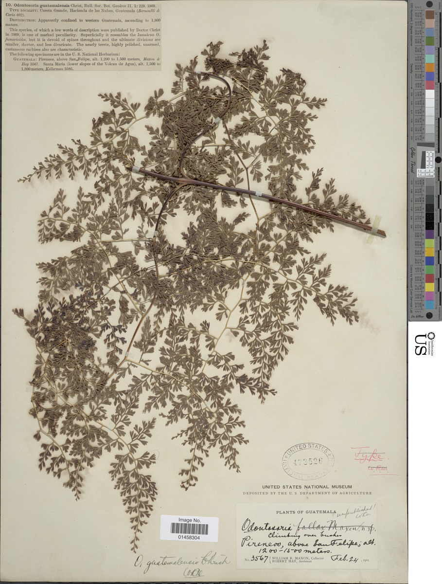 Lindsaeaceae image