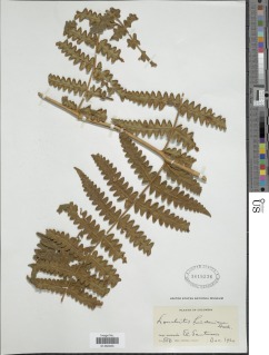 Blotiella lindeniana image