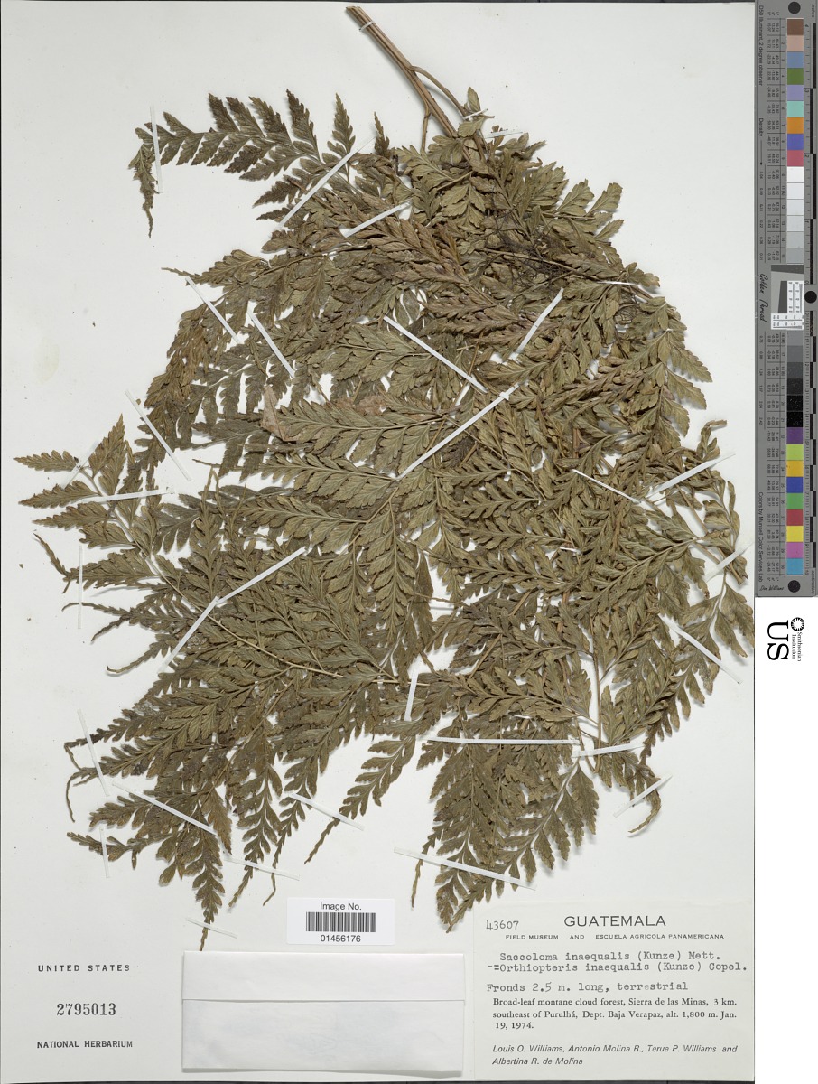 Saccolomataceae image