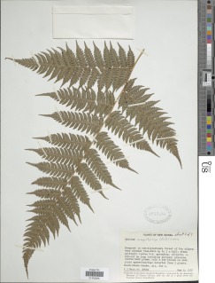 Alsophila macgillivrayi image