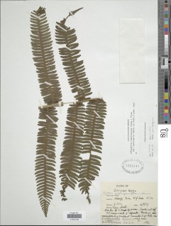 Cyathea camerooniana var. aethiopica image
