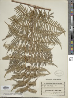 Pteridium arachnoideum subsp. arachnoideum image