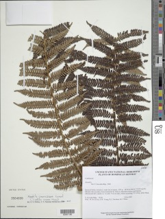 Alsophila jimeneziana image