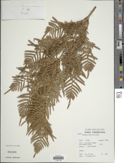 Pteridium centraliafricanum image