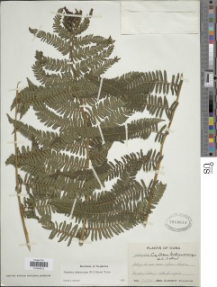 Alsophila balanocarpa image