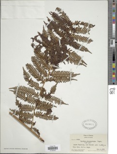Alsophila plagiostegia image