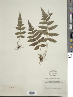 Blotiella natalensis image