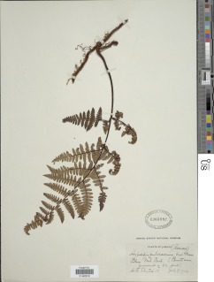 Hypolepis rugosula subsp. pulcherrima image
