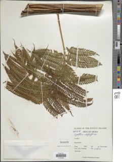 Alsophila lepifera image