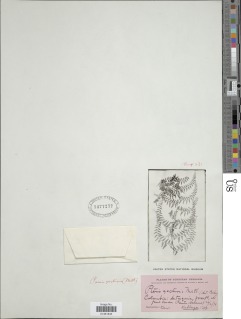 Paesia glandulosa image