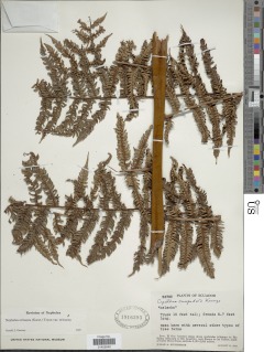 Alsophila erinacea var. erinacea image