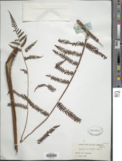 Alsophila acanthophora image