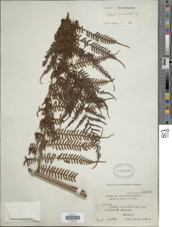 Alsophila acuminata image