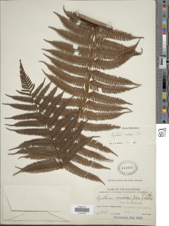 Alsophila callosa image